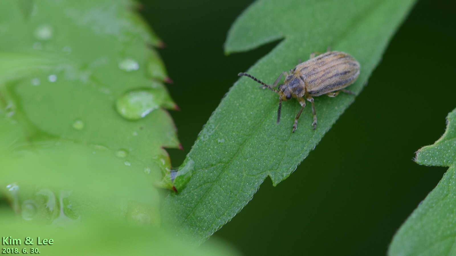 Image of Ophraella communa Le Sage 1986