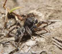 صورة Habronattus borealis (Banks 1895)