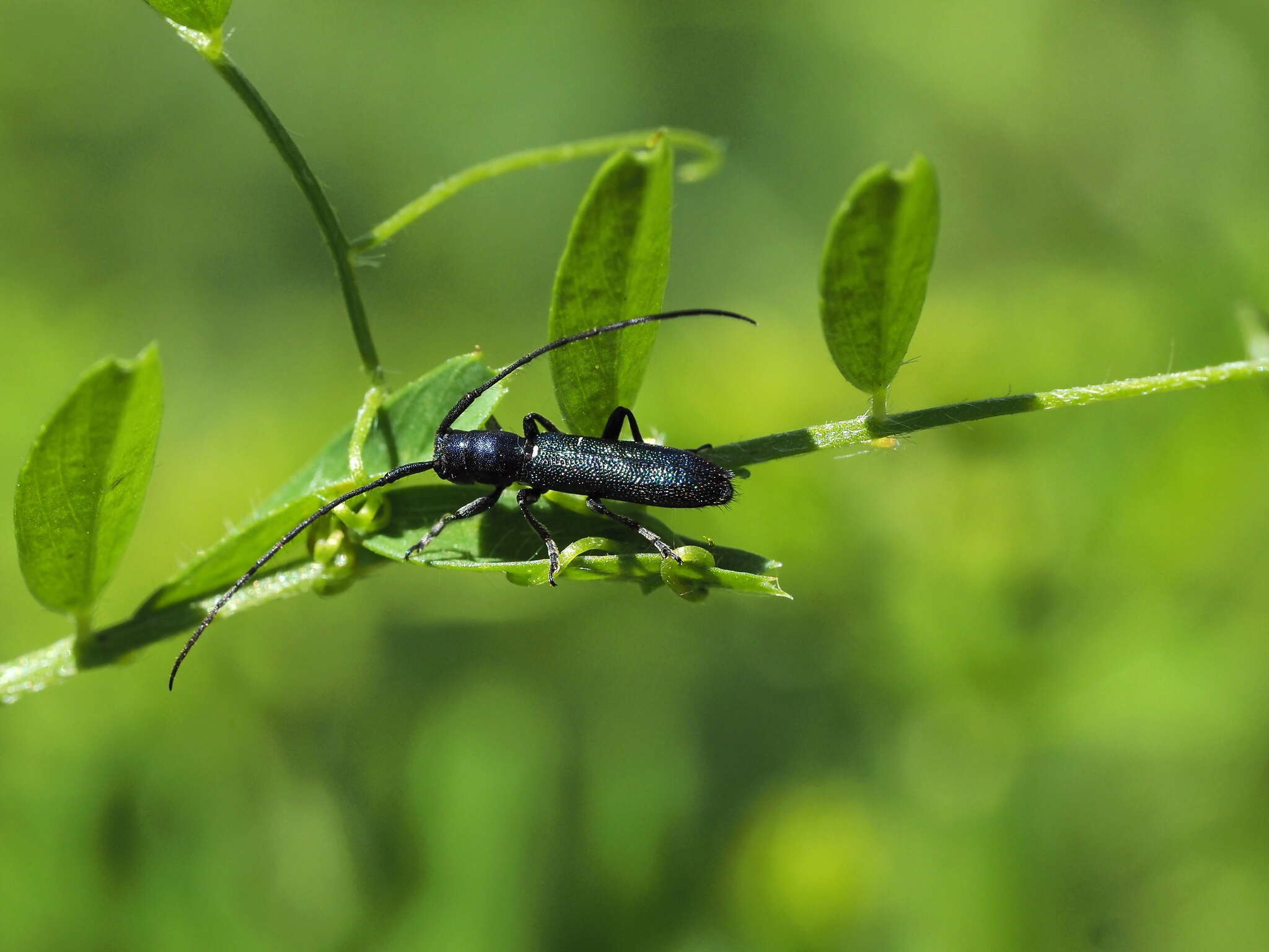 Sivun Agapanthiola leucaspis (Steven 1817) kuva