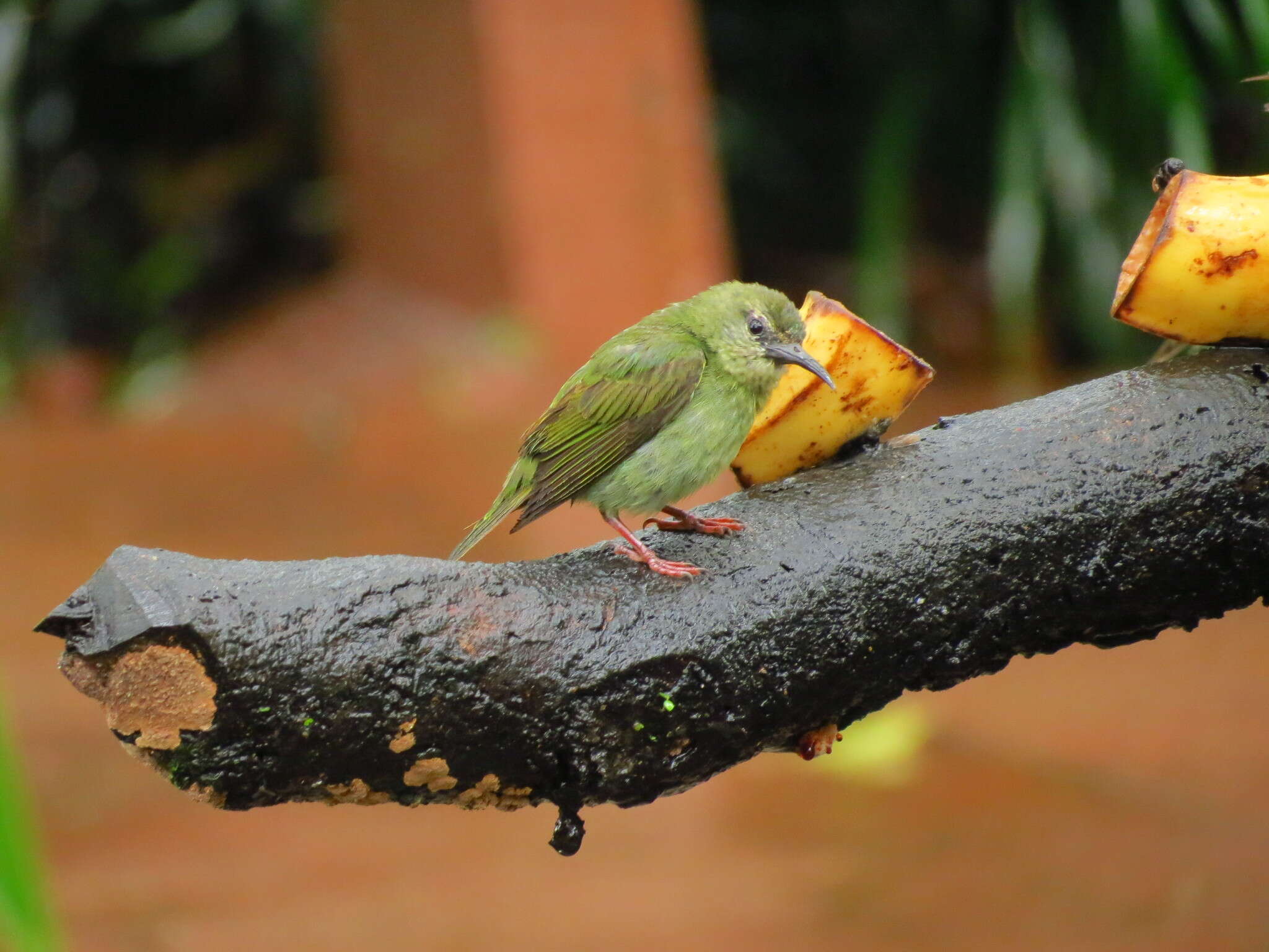 Image of Honeycreeper