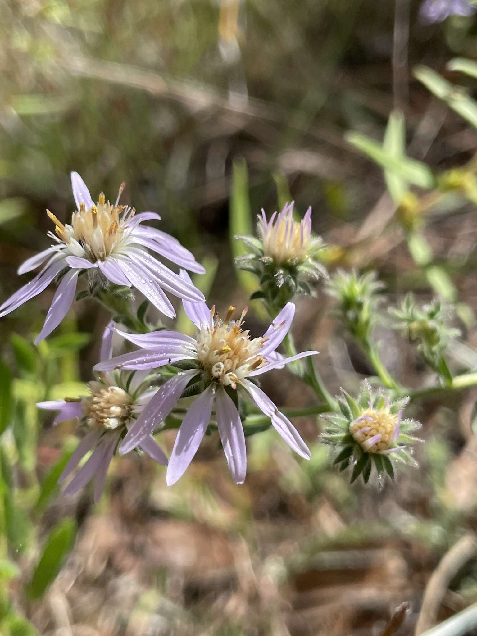 Image of Symphyotrichum plumosum (Small) Semple