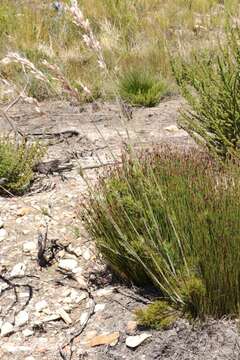 Image of Thamnochortus cinereus H. P. Linder