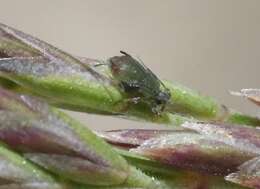 Imagem de Rhopalosiphum padi (Linnaeus 1758)