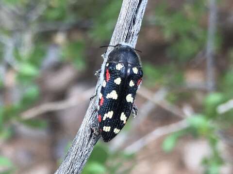 Слика од Acmaeodera gibbula Le Conte 1858