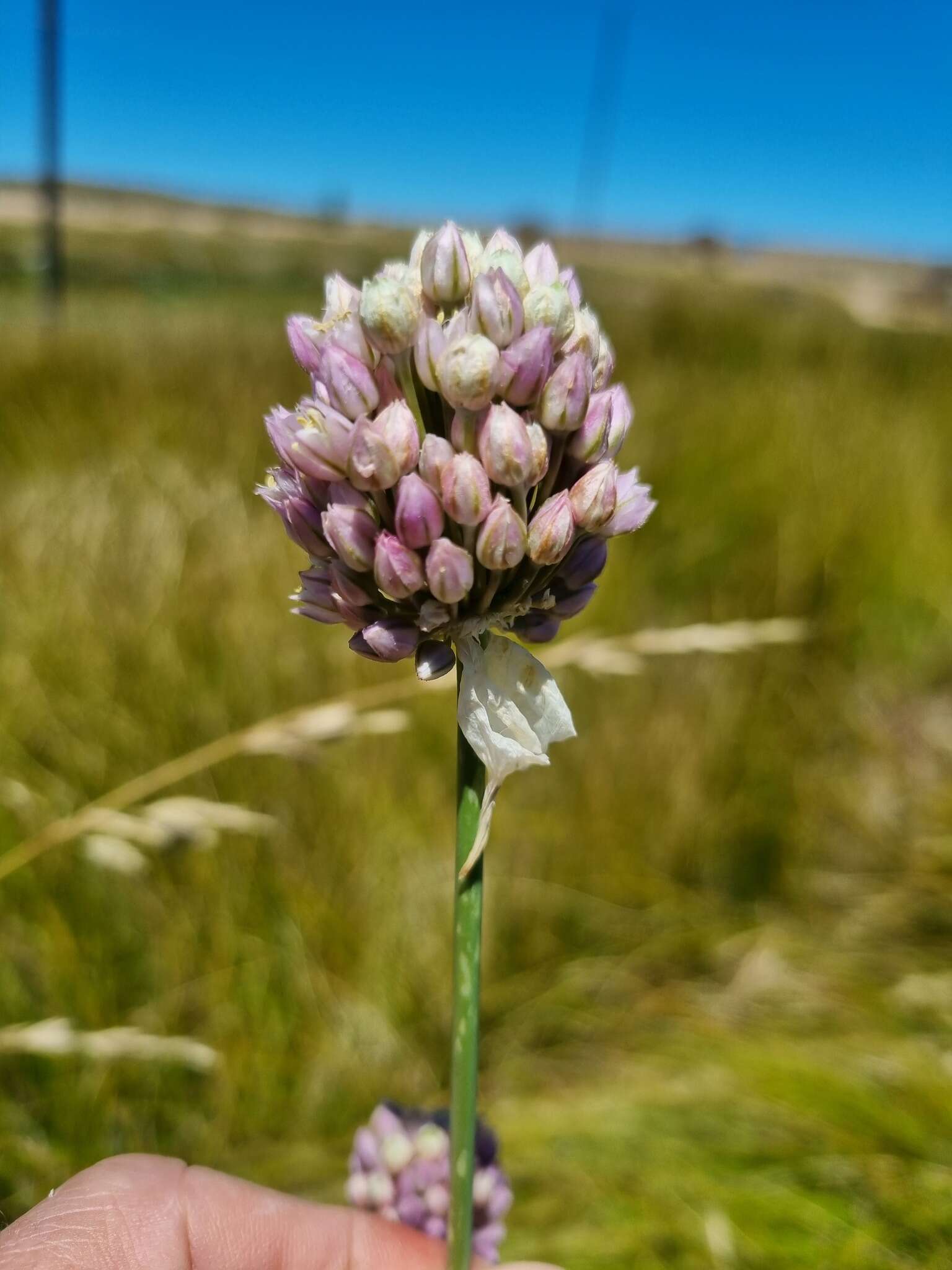 Image of Allium synnotii G. Don