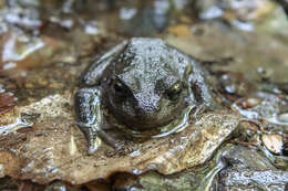 Image of Alsodes hugoi Cuevas & Formas 2001