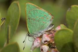 Image of Arizona Hairstreak