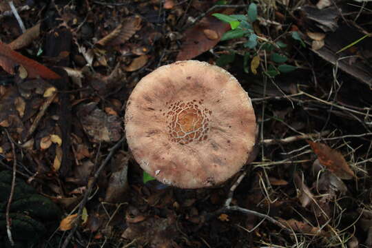 Macrolepiota bonaerensis (Speg.) Singer 1951 resmi