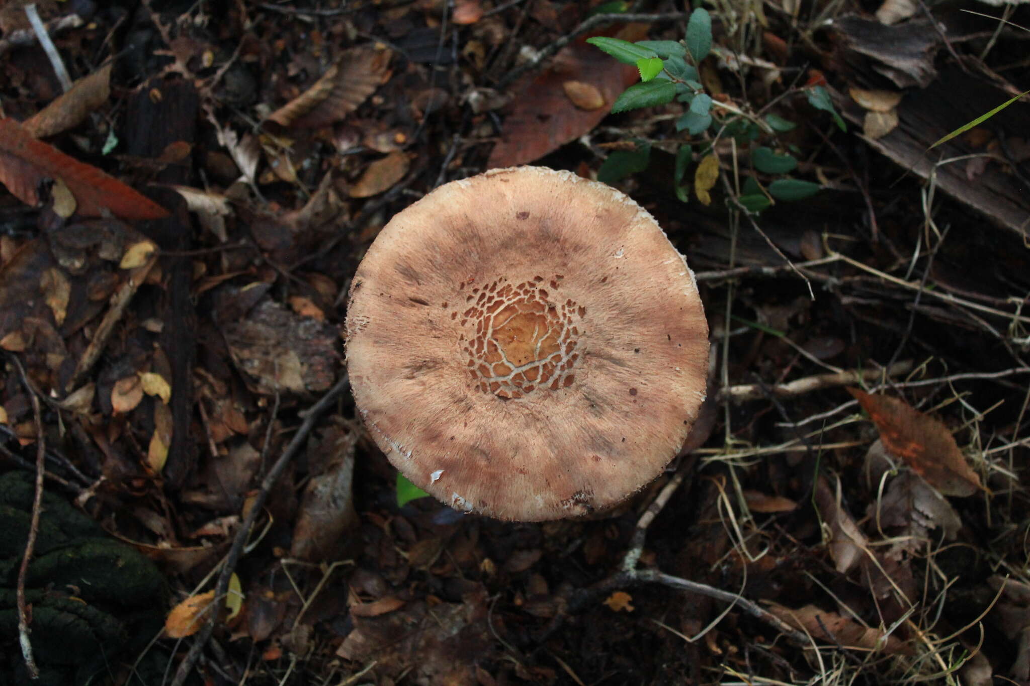 Слика од Macrolepiota bonaerensis (Speg.) Singer 1951