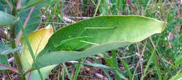 Scudderia pistillata Brunner von Wattenwyl 1878 resmi