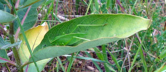 Image of Broad-winged Bush Katydid