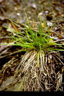 Image of Ross' Sedge