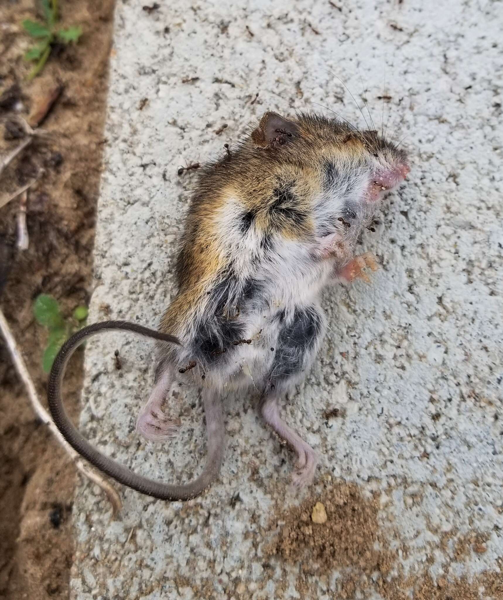 Image of Eastern Harvest Mouse