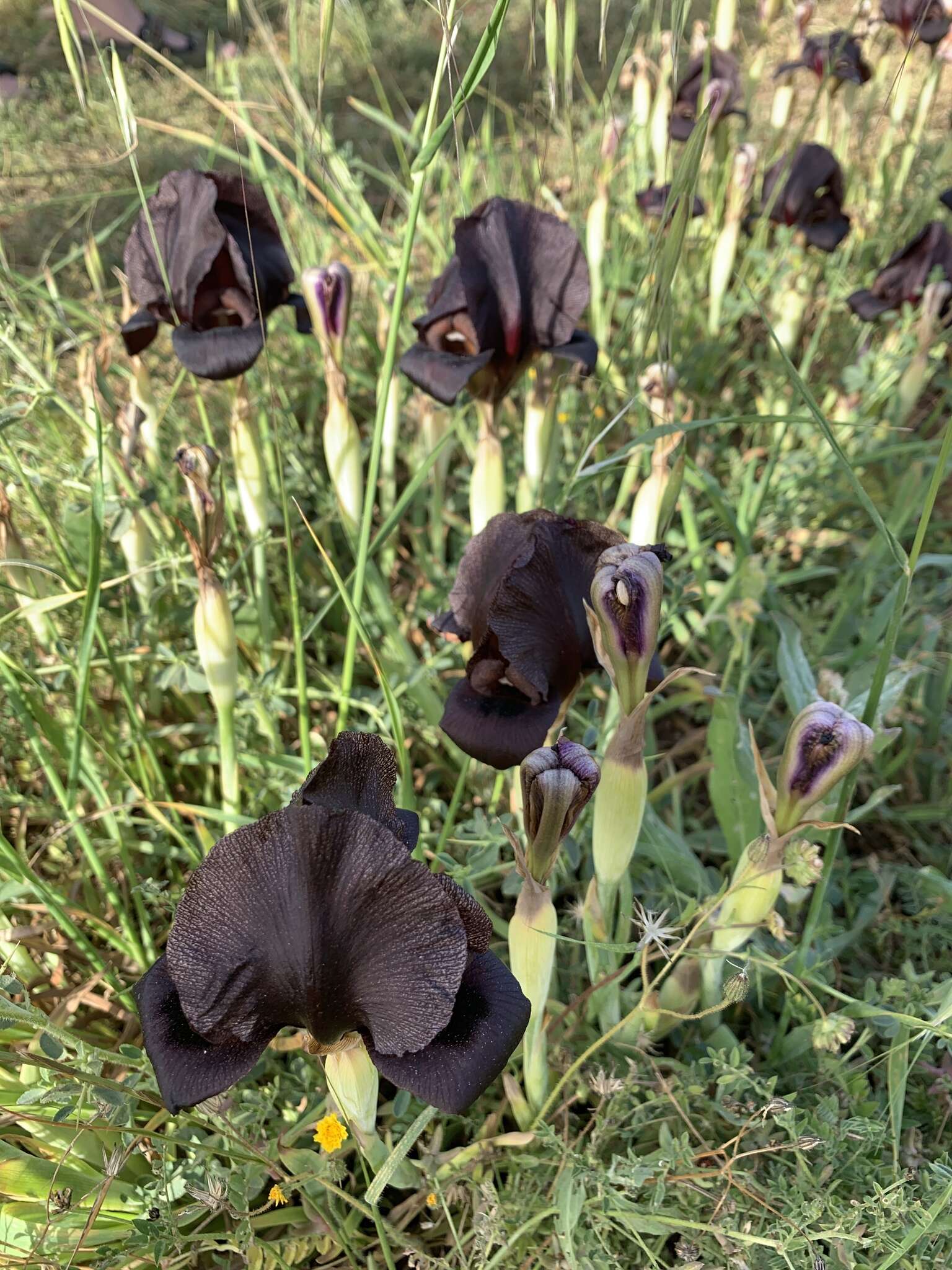 Image of Black Iris