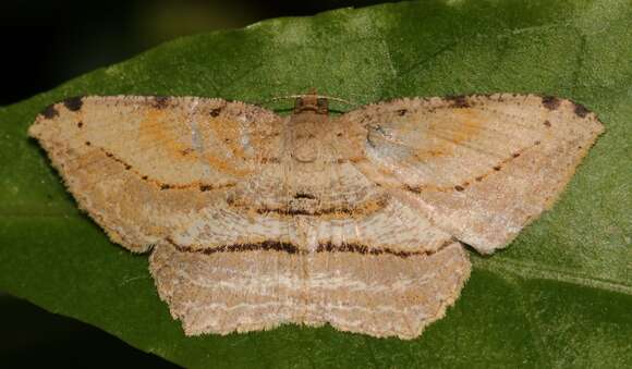 Image of <i>Calletaera dentata</i>