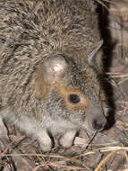 Image of Spectacled Hare Wallaby