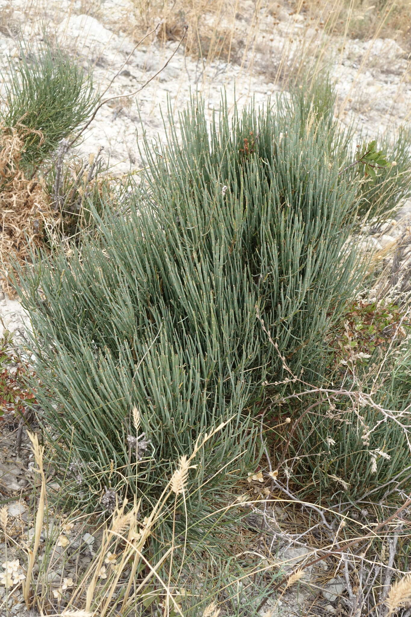 Image of Ephedra procera C. A. Mey.