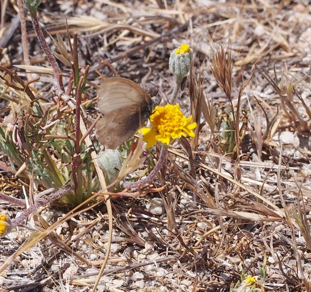 Coenonympha california Westwood (1851) resmi