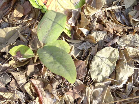 Image de Diospyros melanoxylon Roxb.