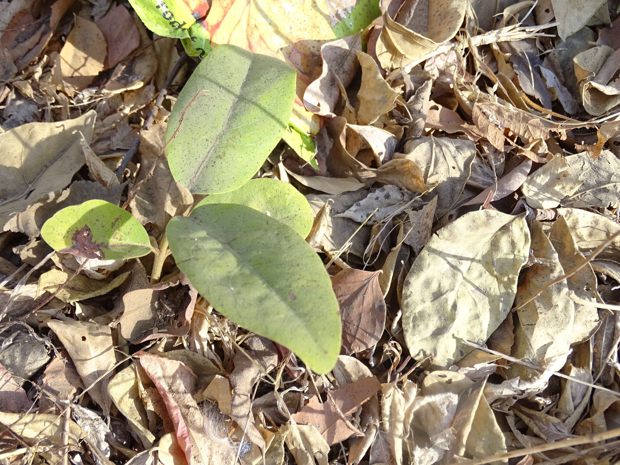 Image de Diospyros melanoxylon Roxb.