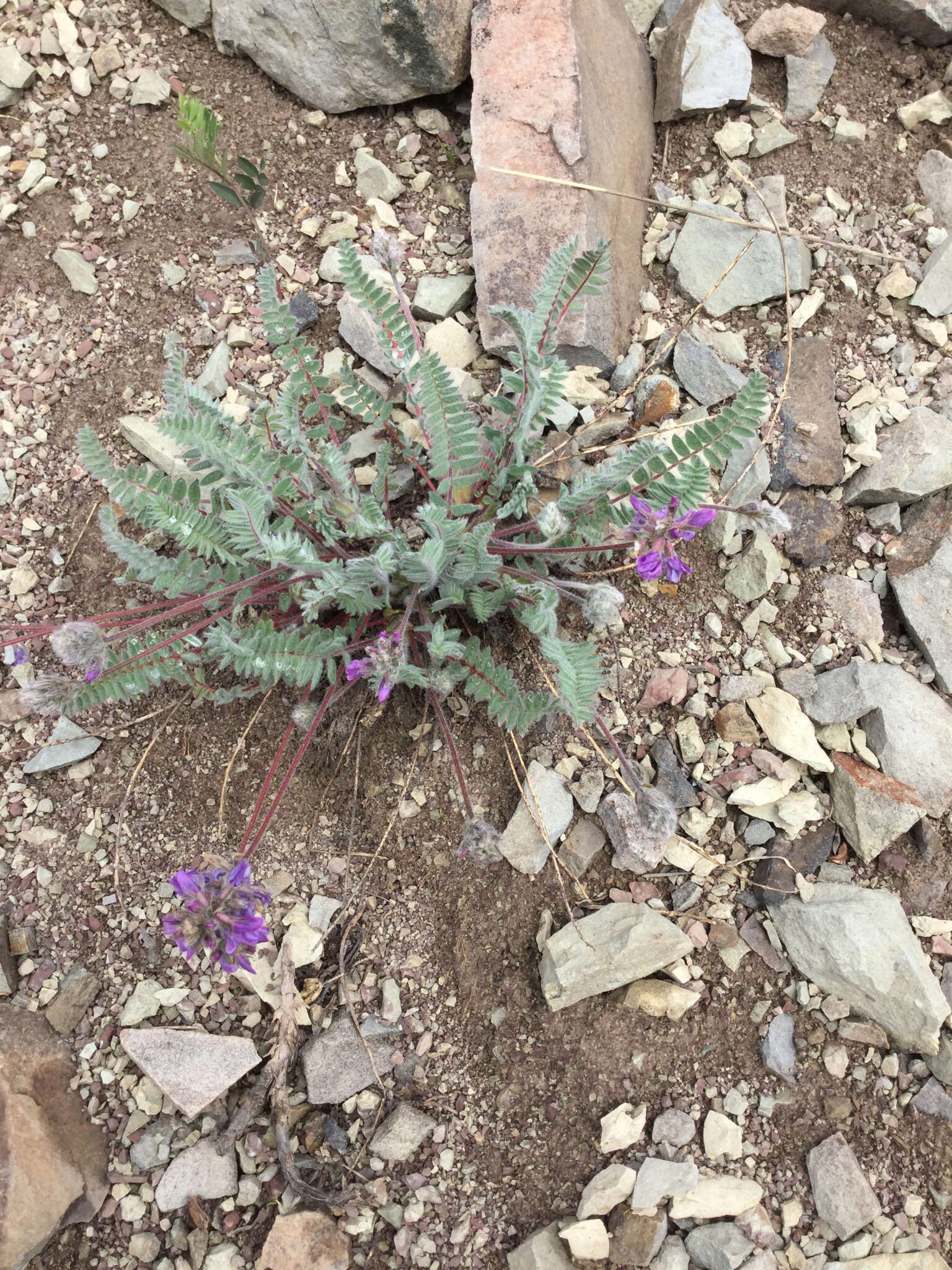 Image of blue nodding locoweed