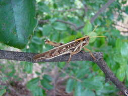 Image of Cyrtacanthacris tatarica (Linnaeus 1758)