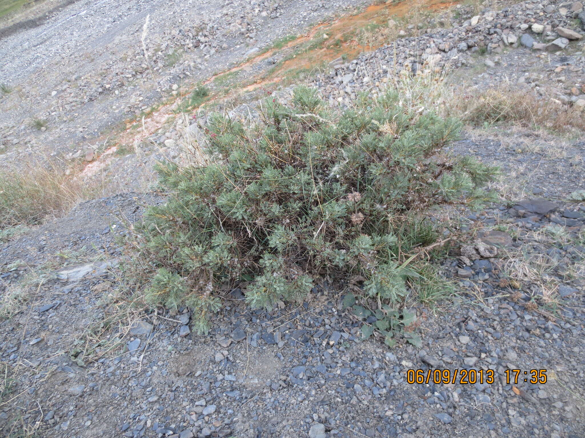 Image of Astragalus denudatus Stev.