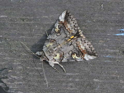 Image of Similar Underwing