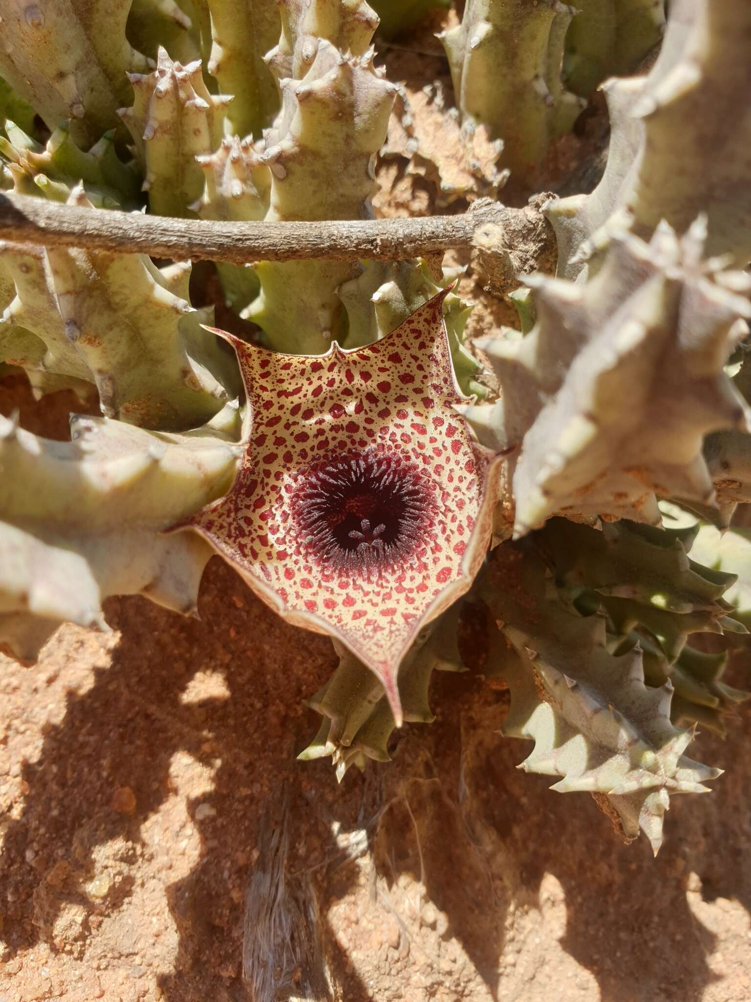 Plancia ëd Ceropegia kirkii (N. E. Br.) Bruyns