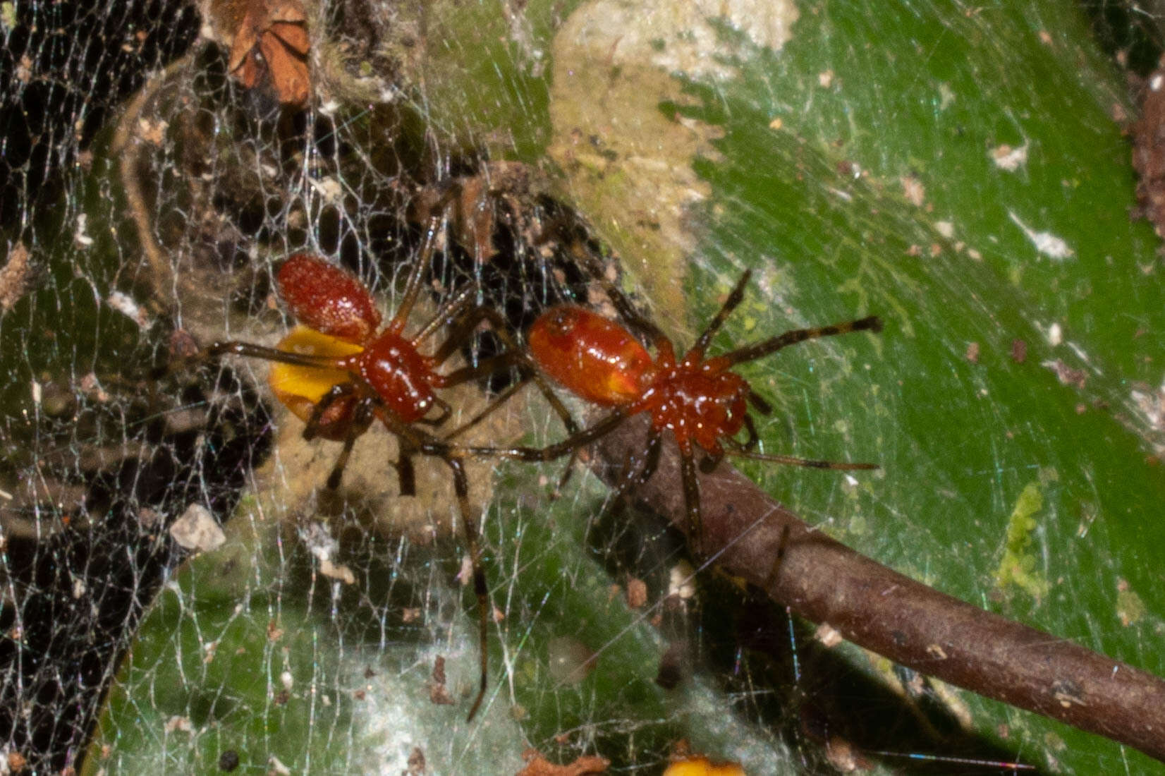 Image of South American social spider