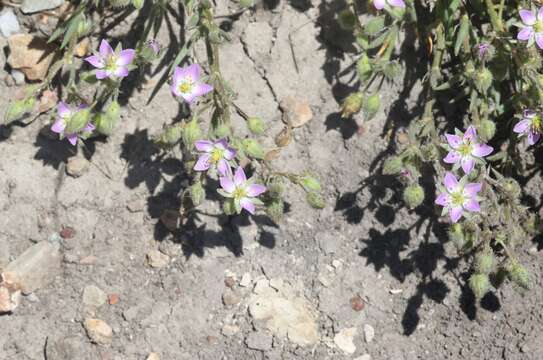 Image of sticky sandspurry