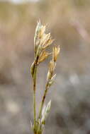 Image de Bufonia parviflora Griseb.