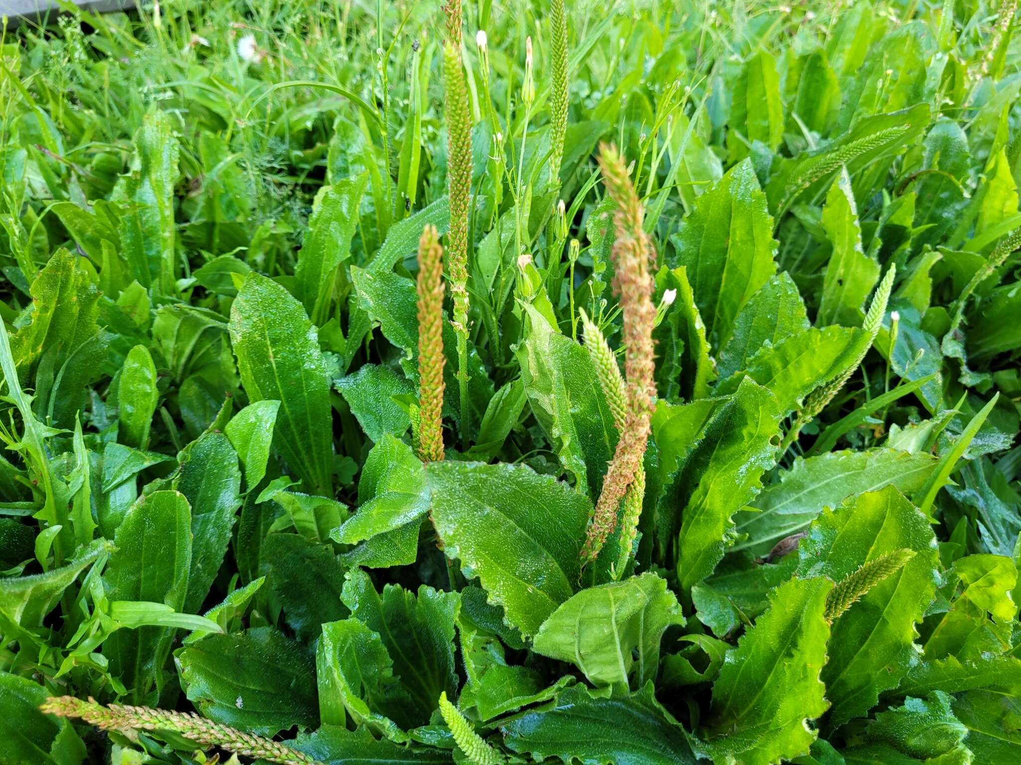 Image of Mexican plantain