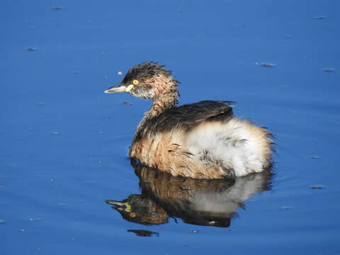 Image of Australasian Grebe