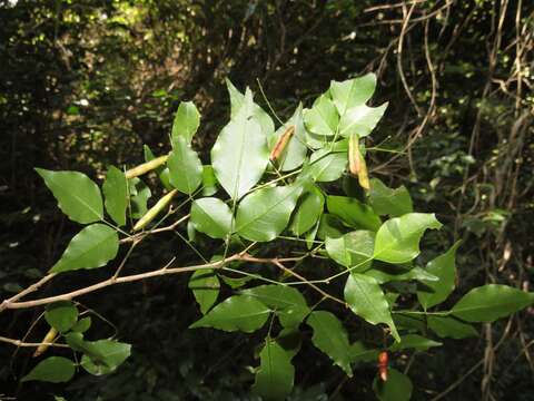 Plancia ëd Indigofera natalensis Bolus