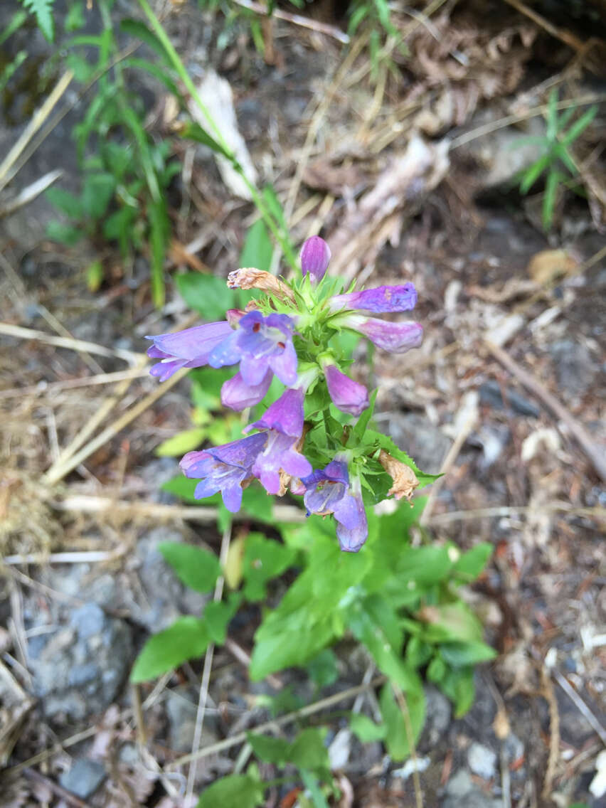 Image of serrulate penstemon