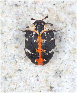 Image of carpet beetle