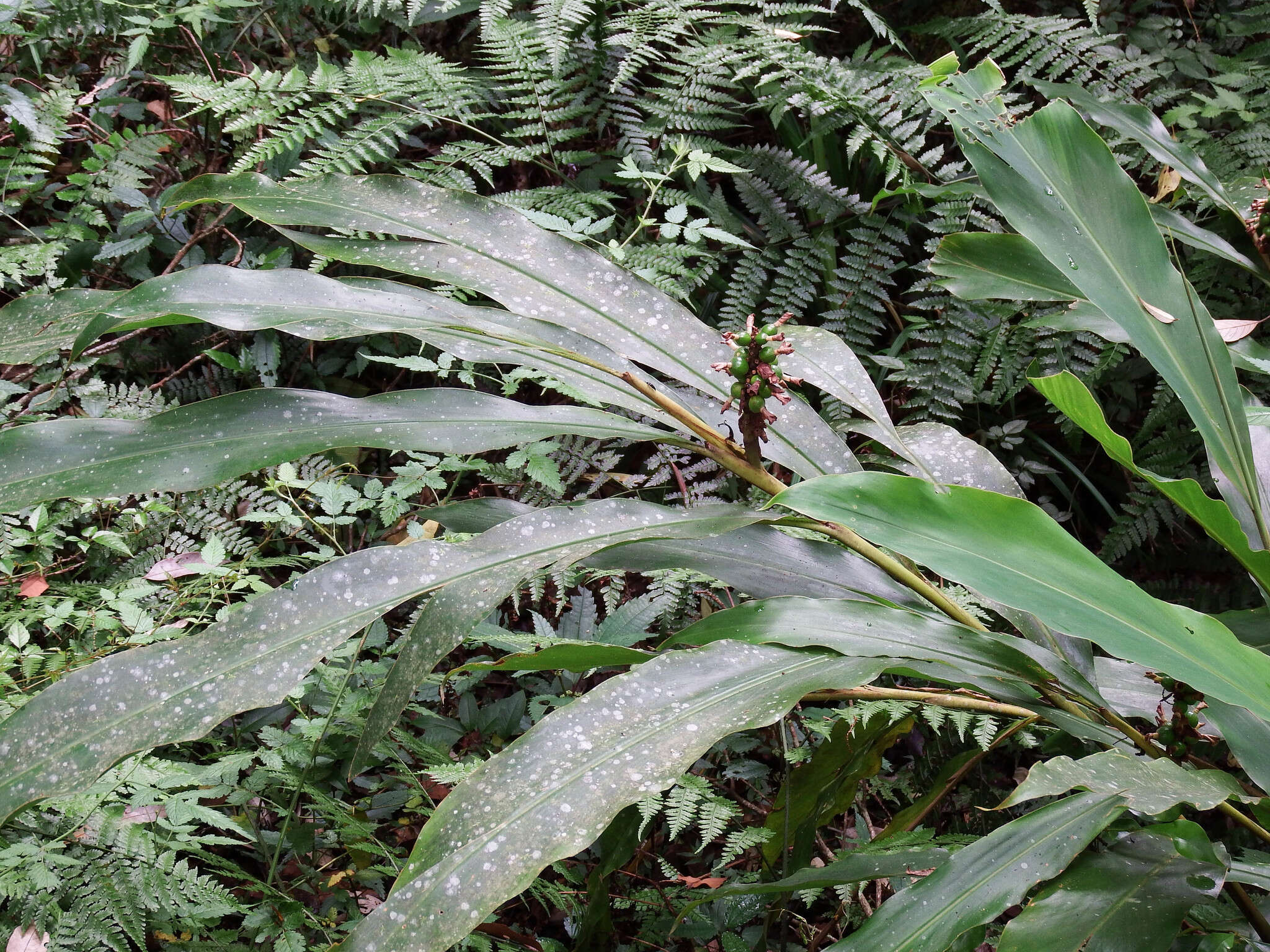 Image of Alpinia nantoensis F. Y. Lu & Y. W. Kuo