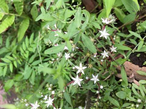 Image of Sedum jaliscanum S. Wats.