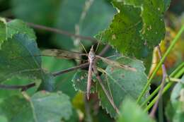 Tipula (Acutipula) fulvipennis De Geer 1776 resmi