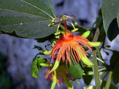 Passiflora jorullensis Kunth的圖片