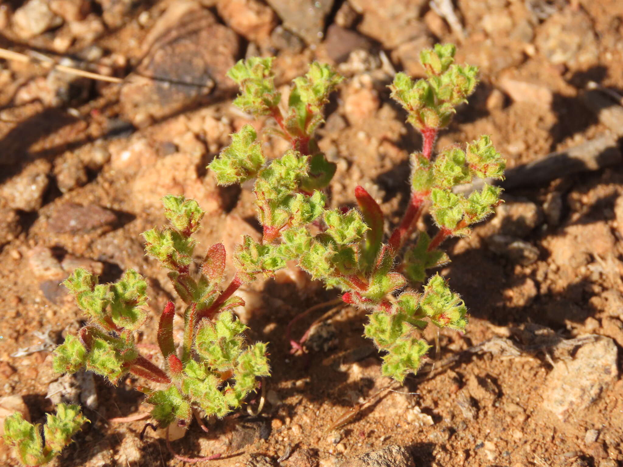 Image of Lastarriaea chilensis Remy