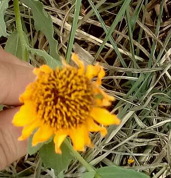 Image of alkali sunflower