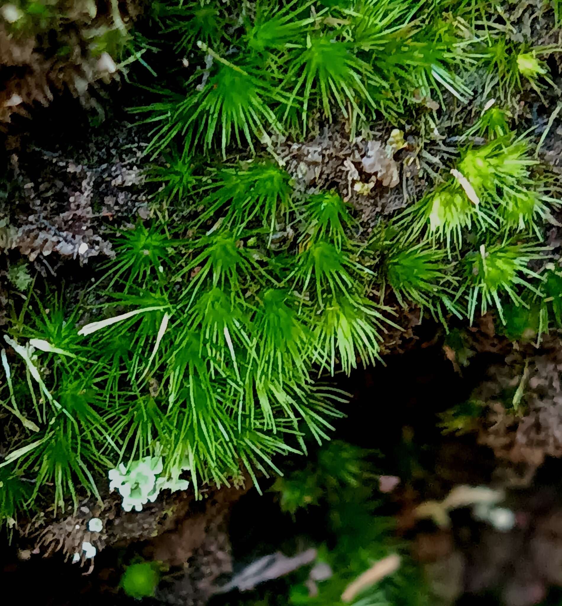 Image of brittle swan-neck moss