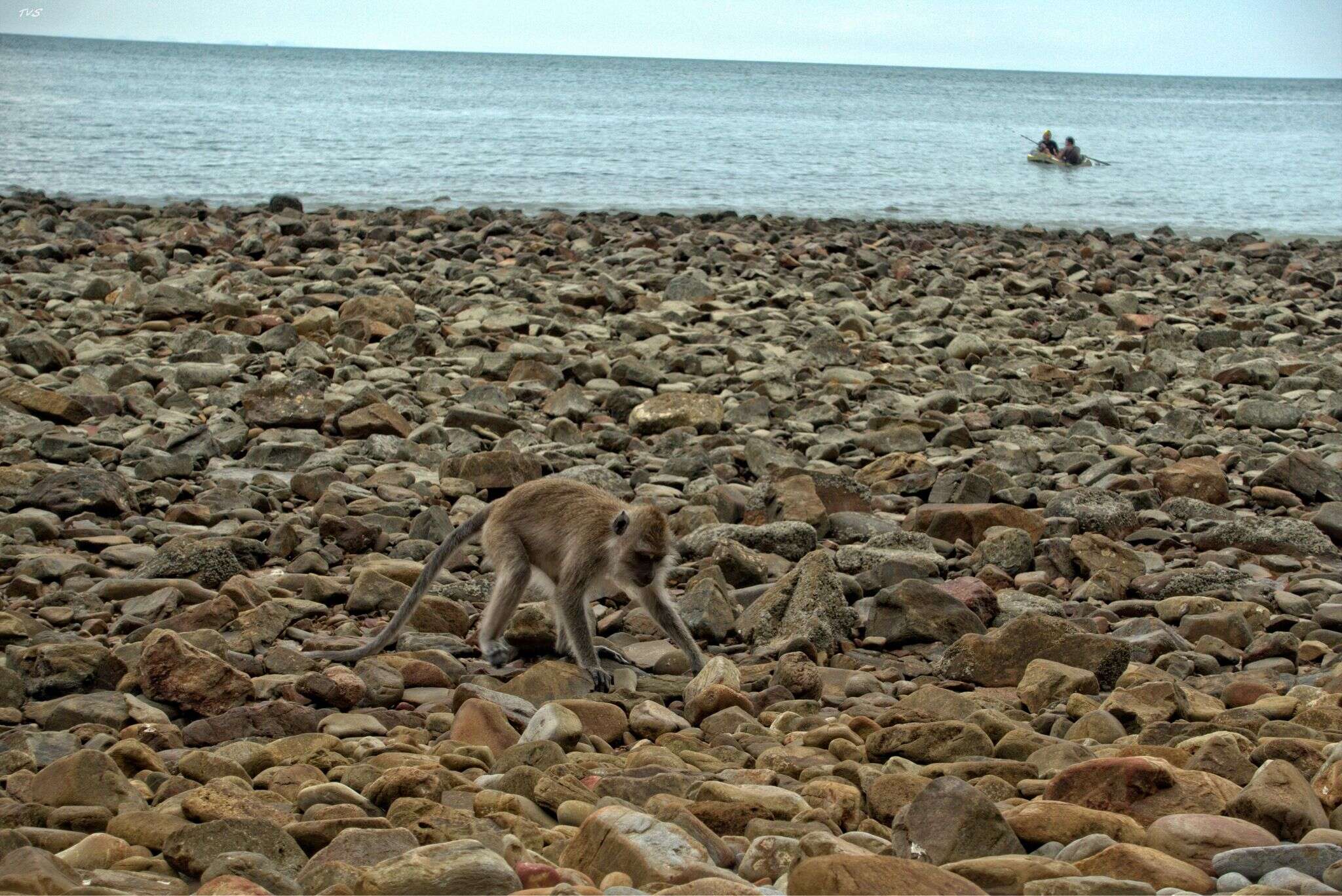 Image of Long-tailed Macaque