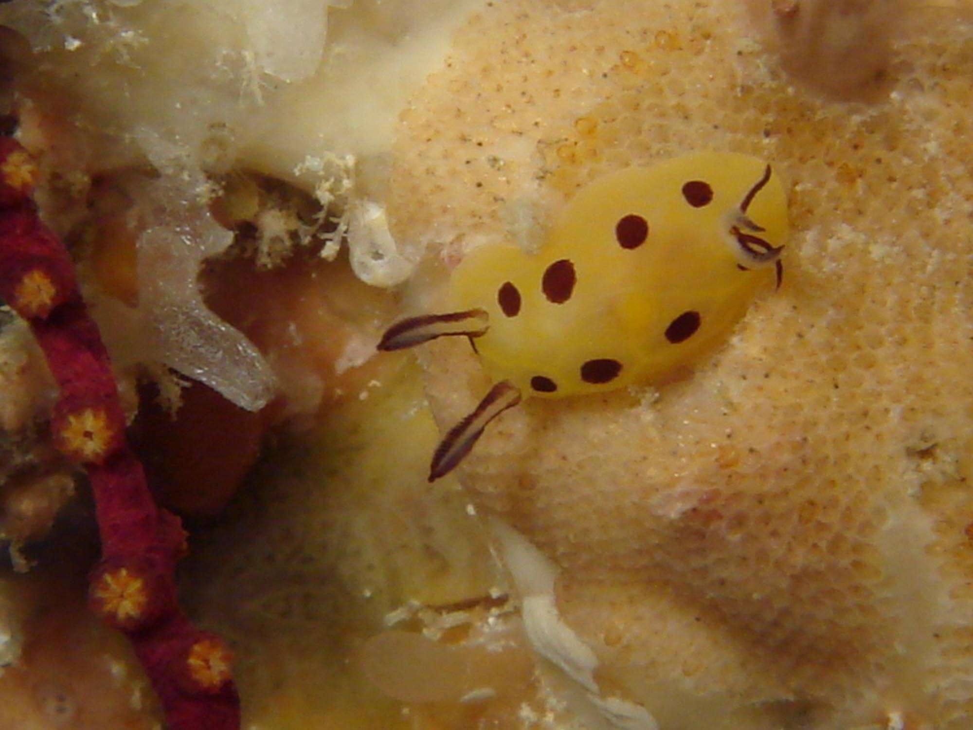 Image of Halgerda brunneomaculata Carlson & Hoff 1993