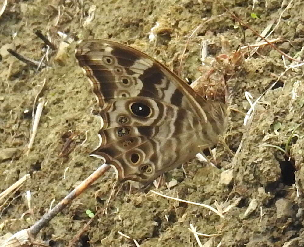 Image of Common Tree Brown