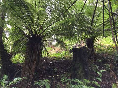 Image of Tree Fern Soft