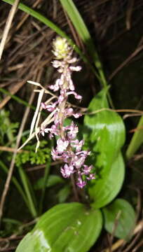 Image of Crepidium kobi (J. J. Sm.) M. A. Clem. & D. L. Jones