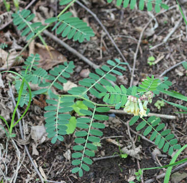 Imagem de Vicia abbreviata Spreng.